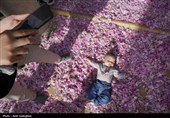 جشنواره گل و گلاب میمند - آرامگاه حافظیه
