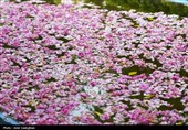 جشنواره گل و گلاب میمند - آرامگاه حافظیه