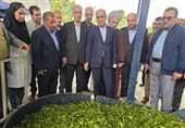 برداشت چای در گیلان به 135 هزار تن می‌رسد