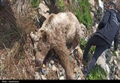 نجات دو توله خرس از چنگال قاچاقچیان در مرز بانه