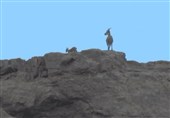ثبت نخستین زادآوری بز وحشی در شیرکوه تفت