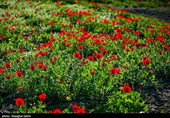 دشت گل های شقایق  - خراسان شمالی