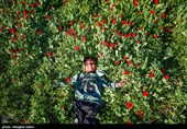 دشت گل های شقایق  - خراسان شمالی