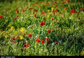 دشت گل های شقایق  - خراسان شمالی