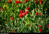 دشت گل های شقایق  - خراسان شمالی