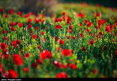 Red Poppy Fields Bloom Across North Khorasan in Mid-Spring