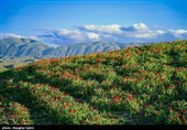 دشت گل های شقایق  - خراسان شمالی