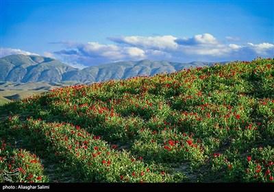 دشت گل های شقایق  - خراسان شمالی