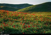 دشت گل های شقایق  - خراسان شمالی