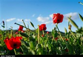 دشت گل های شقایق  - خراسان شمالی
