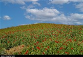 دشت گل های شقایق  - خراسان شمالی