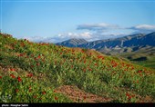 دشت گل های شقایق  - خراسان شمالی