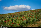 دشت گل های شقایق  - خراسان شمالی