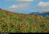 دشت گل های شقایق  - خراسان شمالی