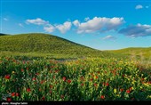 دشت گل های شقایق  - خراسان شمالی