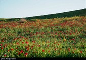 دشت گل های شقایق  - خراسان شمالی