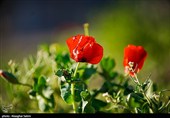 دشت گل های شقایق  - خراسان شمالی