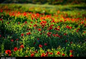 دشت گل های شقایق  - خراسان شمالی