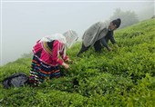 استحصال 7300 تن چای خشک از برگ سبز خریداری‌ شده در گیلان و مازندران