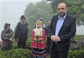 املش 22 درصد چای کشور را تامین می‌کند