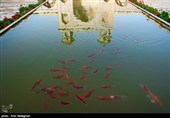بمناسبت  روز شیراز
