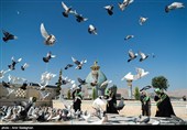 بمناسبت  روز شیراز