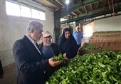 خرید 23 میلیارد تومان برگ سبز چای درجه یک از کشاورزان رشتی