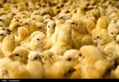جوجه‌ریزی 283 هزار قطعه‌ای در بندرعباس