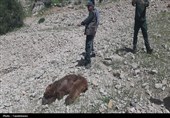 مرگ تلخ خرس ماده دردنا؛شکارچیان دوباره حیات‌وحش را نشانه رفتند+تصاویر