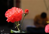 آیین بزرگداشت مقام معلم در کرمان