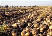 مجوز صادرات 10 هزارتن سیب زمینی صادر شد