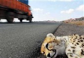 انقراض یوزپلنگ آسیایی‌ نزدیک شد/ مصائب یک جاده بین‌المللی برای «یوزها»