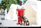 سلیمی