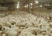 هشدار نایب‌رئیس کمیسیون کشاورزی: کاهش تقاضا بلای جان صنعت مرغداری