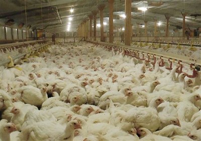 روایت تسنیم از گلایه بزرگ‌ترین مرغدار فیروزکوه از خلف وعده‌ها