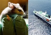 Hantavirus Cases from Cruise Outbreak Rise to 13 Following New Case in Spain