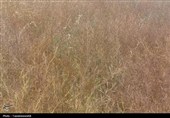 زنگ خطر برای مزارع کردستان؛ هشدار درباره گسترش علف هرز «ایزاتیس»
