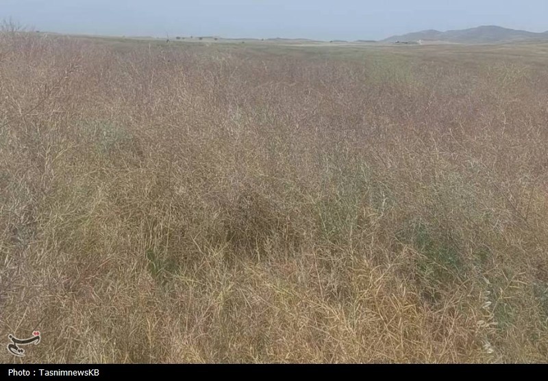 اخبار کهگیلویه , 