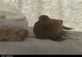 دستگیری متخلفان زنده‌گیری پرندگان در معرض انقراض در کاشان