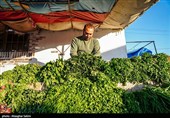 بازار روز بجنورد