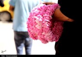 حضور پرشور گردشگران در باغ فین کاشان