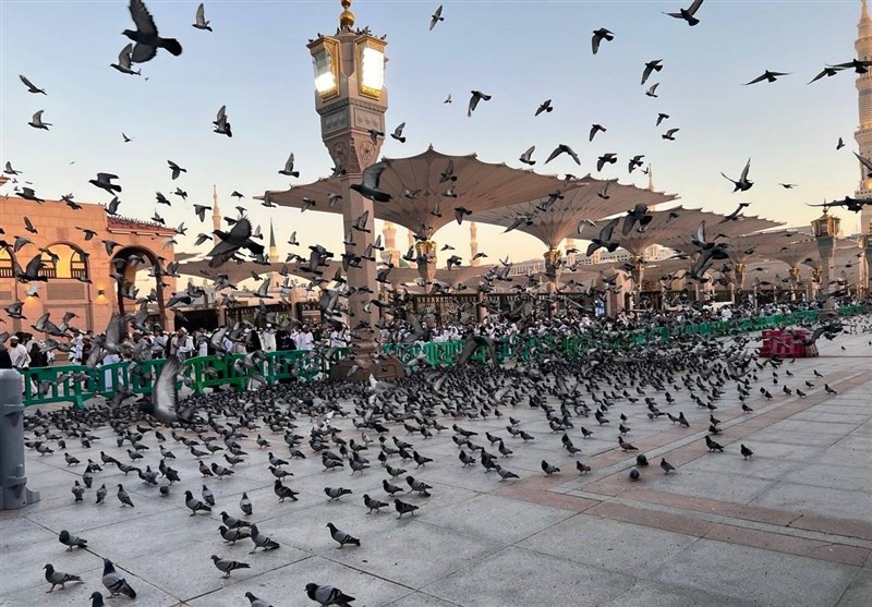 تأکیدبر اهمیت حضور شیعیان در مدینه منوره و تجدید میثاق با امامان معصوم