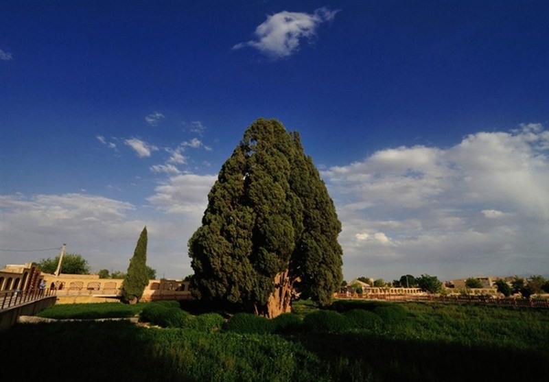 President Hails Ancient Cypress as Symbol of Iran’s Ancient Civilization