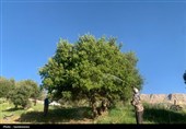 آغاز عملیات مقابله با آفت لیسه زالزالک در 700 هکتار از جنگل‌های چرام