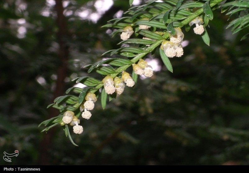 اخبار استان گلستان , جنگل های هیرکانی ,