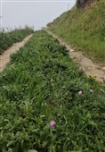 بهار رنگ‌ارنگ اردبیل؛ از دامنه‌های سبلان تا وسعت گل‌زارهای حیران