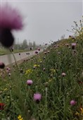 بهار رنگ‌ارنگ اردبیل؛ از دامنه‌های سبلان تا وسعت گل‌زارهای حیران