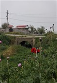 بهار رنگ‌ارنگ اردبیل؛ از دامنه‌های سبلان تا وسعت گل‌زارهای حیران