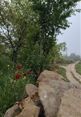 بهار رنگ‌ارنگ اردبیل؛ از دامنه‌های سبلان تا وسعت گل‌زارهای حیران