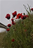بهار رنگ‌ارنگ اردبیل؛ از دامنه‌های سبلان تا وسعت گل‌زارهای حیران